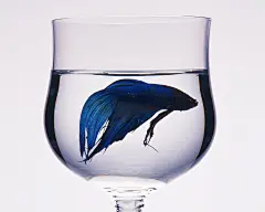 玻璃杯特写电脑壁纸  #优质# #创意#