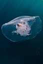 souhailbog:<br/>Small fish live in jellyfish to protect herself By Vitaliy Sokol<br/>