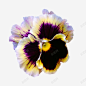 花卉图案背景 设计图片 免费下载 页面网页 平面电商 创意素材