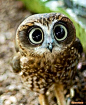 Owl... Cute ... ♥ Let's protect our world! Help saving the planet so we can all live to continue seeing these amazing animals! Help protect their home also our home!