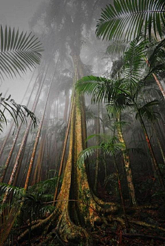 小妥儿采集到热带雨林