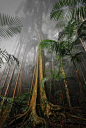坦伯林山热带雨林，昆士兰 ， 澳大利亚
