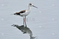长腿鲣鸟