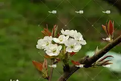 花 大自然 树 植物 户外 梨花 这个电话 花壁纸 美丽的花朵