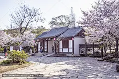 无锡鼋头渚樱花谷大门