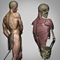 Zweihänder ⚔️ - Anatomy Study , Lukas Kutschera