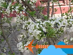 上方山国家森林公园登山踏青赏花节开幕