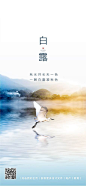 白露节气海报