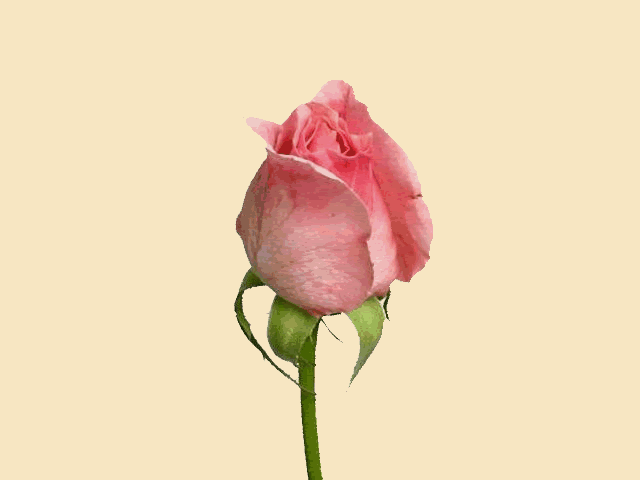 玫瑰动画照片：PINK ROSE Animation-1.gif-花瓣网