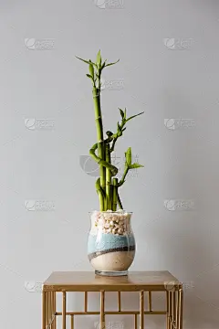 灰色背景下的绿色幼竹植物