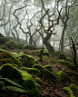 Dark Forest, Peak District, England. Makes me think of P: 