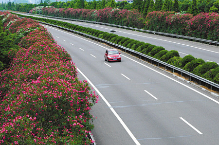 道路绿化