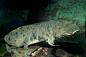 活到90多岁 世界最长寿鱼在美水族馆离世_新闻_腾讯网