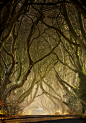 Dark Hedges 03