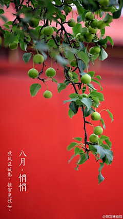 净月悄悄话龙套采集到花朵