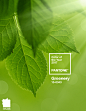 COLOR OF THE YEAR 2017 - Greenery : The Pantone <a class="text-meta meta-tag" href="/search/?q=ColoroftheYear for 2017 is ">#ColoroftheYear for 2017 is #</a>Greenery. A refreshing and revitalizing shade, Greenery is symboli