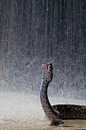 雨中的蝰蛇