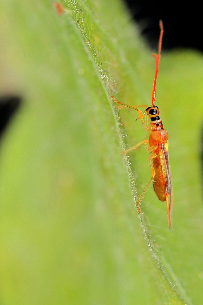 半翅目显角亚目盲蝽科盲蝽