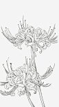 菊花高清素材 手绘花朵 植物 线条花朵 重阳节 元素 免抠png 设计图片 免费下载 页面网页 平面电商 创意素材