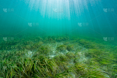 AX7VA1wi采集到水底水草