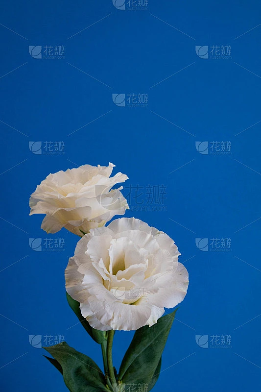 蓝底白花