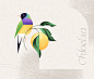 birds exotic Nature ornithology geometric modern natural history
