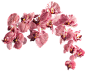 flower_003___clear_cut_png_by_seelenwerk-d5lgswj.png (900×756)