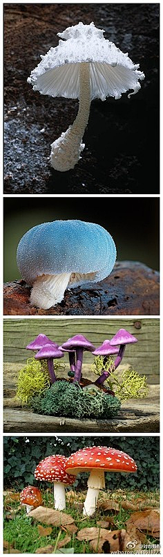 沐鬼儿采集到植物素材