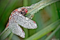 视觉摄影：David Chambon 朝露中晶莹剔透的昆虫 / 微距摄影的视觉盛宴