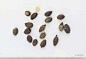 鸦胆子：本品为苦木科植物鸦胆子Brucea javanica（L.）Merr.的干燥成熟果实。秋季果实成熟时采收，除去杂质，晒干。
味苦，性寒；有小毒。归大肠、肝经。
具清热解毒，截疟，止痢的功效；外用腐蚀赘疣。用于痢疾，疟疾；外治赘疣，鸡眼。