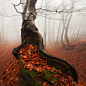 Autumn : Series of images from a misty autumn forest.