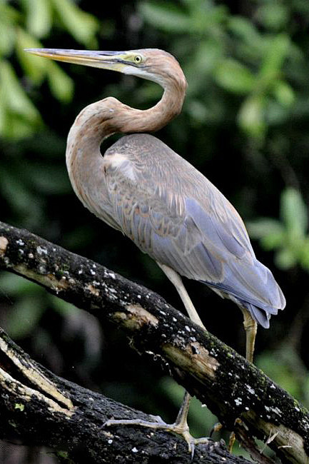 鹈形目鹭科鹭属草鹭亚成鸟