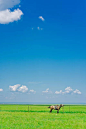 呼伦贝尓，草原，牧场，蓝天，马图片