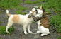They are in love | Cutest Paw
