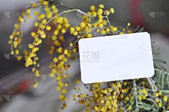 贺卡,特写,含羞草酒,花束,留白,选择对焦,美,水平画幅,无人,太空