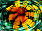 General 1280x960 flowers ripples water yellow flowers