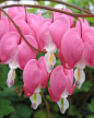 I love bleeding hearts!