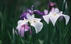 好看的紫色花丛图片桌面高清壁纸桌面壁纸4