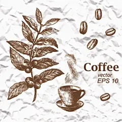 咖啡豆生长植物  - 源文件下载【酷图网】咖啡,咖啡豆,树,咖啡豆生长,植物,设计,生物世界,树木树叶,AI,