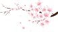 png-粉花樱花