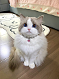 小猫咪生气了还会嘟嘴诶