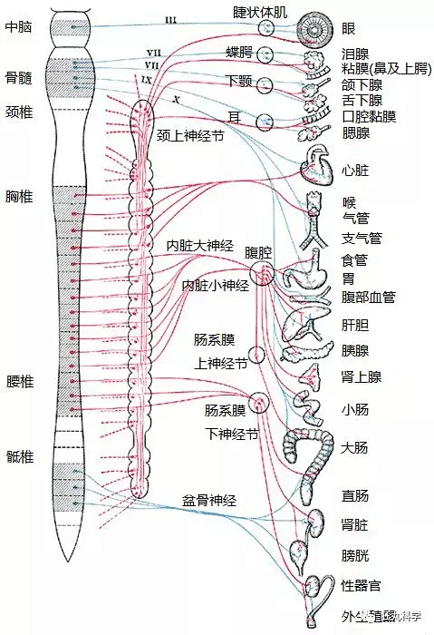 人体解剖·交感神经与副交感神经-花瓣网