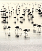 Photograph Flamingoscape - Flamingos in their world by Kiran Sham on 500px