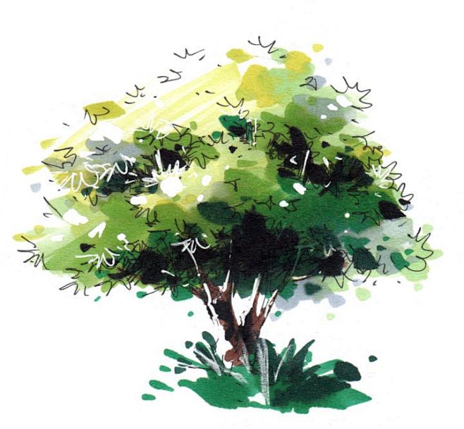 景观手绘中如何表现植物（上色一） : 大...