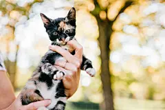 点击来源直接获取大图文件 |小毛茸茸的纯种猫咪肖像。主人在秋季抽象背景上抱着小猫。可爱的猫咪带着有趣的口鼻在女人手中四处张望。女孩和她心爱的宠物在户外玩耍