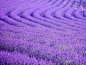 紫色薰衣草 