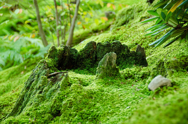 Moss on forest floor...