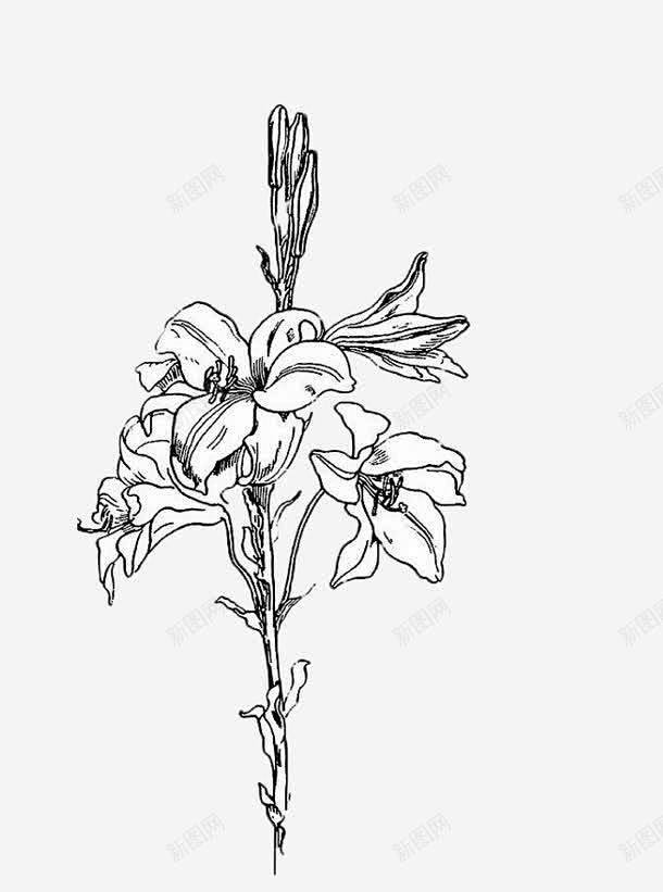 芝麻花线稿 花朵 花线描 元素 免抠pn...