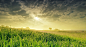 ID-929537-清晨露珠的绿色草地高清大图