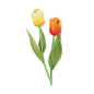郁金香 高质量花卉花朵PNG免抠图_6.-Tulips